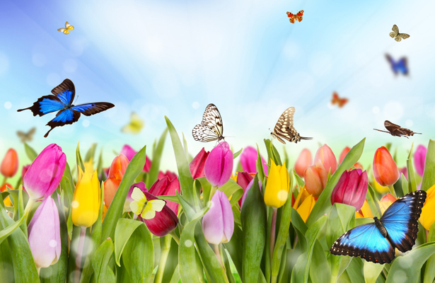 Aspettando il risveglio della primavera